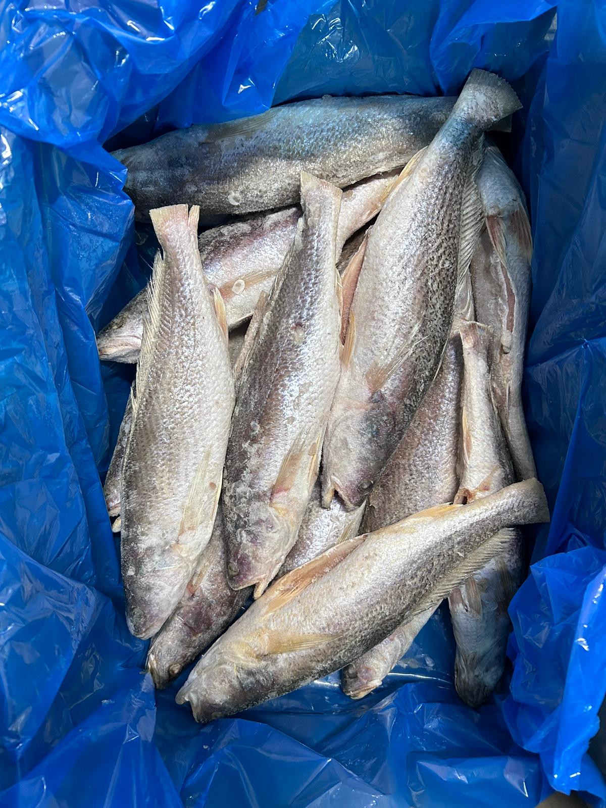 Capitaine Bar 600g-800g